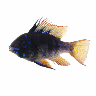 Ramirezi Blue - black (3.5cm) - Just For Pets Australia