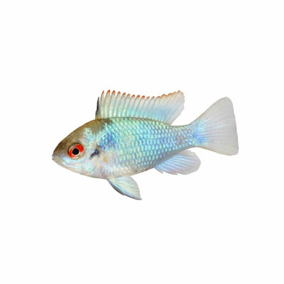 Ramirezi Electric Blue (3 - 4cm) (3cm) - Just For Pets Australia