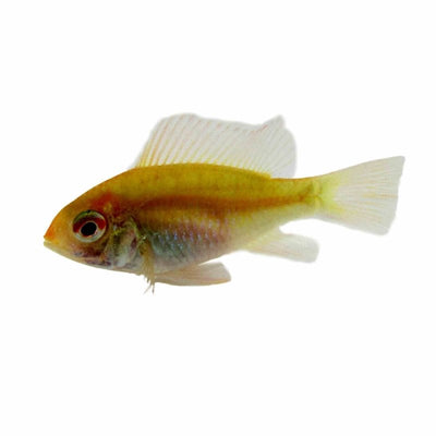 Ramirezi Golden (3 - 4cm) (3.5cm) - Just For Pets Australia