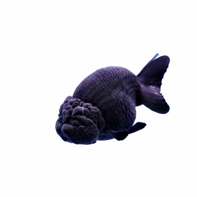 Ranchu Black (4-5cm) (5cm) - Just For Pets Australia