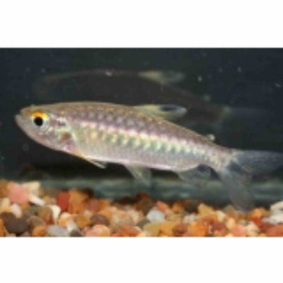Red Eye Characin (5cm) - Just For Pets Australia