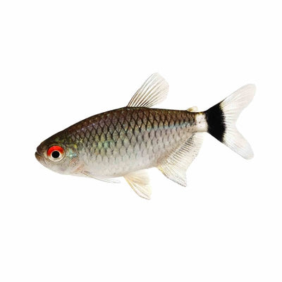 Red Eye Tetra (3cm) - Just For Pets Australia