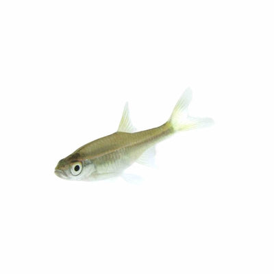 Red Line Rasbora (3.5cm) - Just For Pets Australia