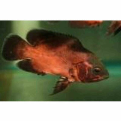 Red Oscar (5cm) - Just For Pets Australia