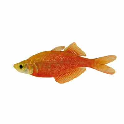 Red Rainbow N.g. (5cm) - Just For Pets Australia