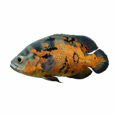 Red Tiger Oscar (7cm) - Just For Pets Australia