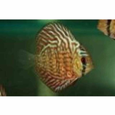 Red Turquoise Discus (8-9cm) (9cm) - Just For Pets Australia