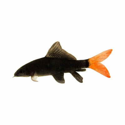 Redtail Shark (5cm) - Just For Pets Australia