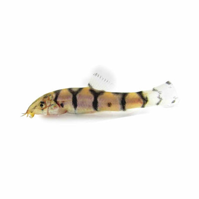 Reticulate Loach (4cm) - Just For Pets Australia