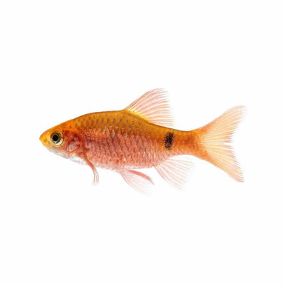 Rosy Barb (5cm) - Just For Pets Australia