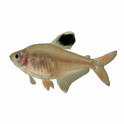 Rosy Tetra (3cm) - Just For Pets Australia