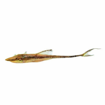 Royal Whiptail Catfish (5cm) - Just For Pets Australia