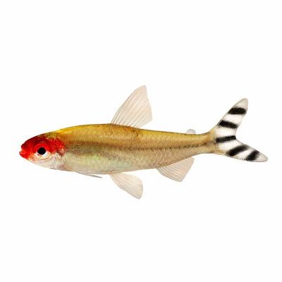 Rummynose Tetra (3.5cm) - Just For Pets Australia