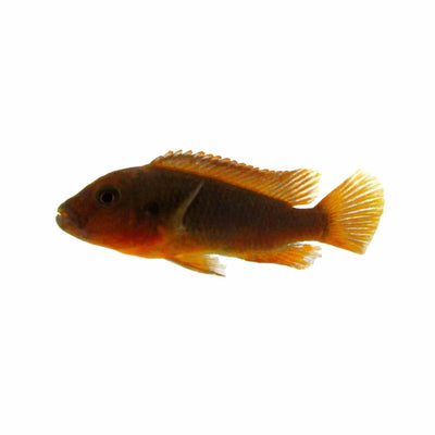 Rusty Cichlid (5cm) - Just For Pets Australia