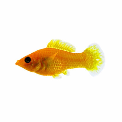 Saffron (orange) Molly (5cm) - Just For Pets Australia