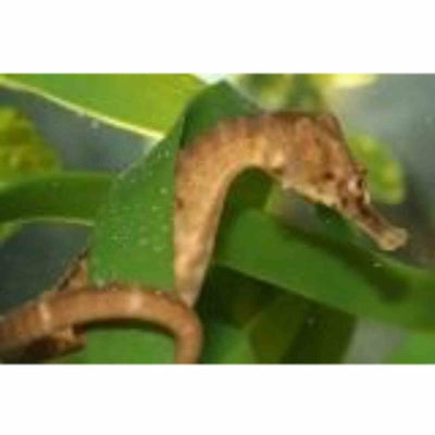 Seahorse Southern Knight Temperate (10cm) - Just For Pets Australia
