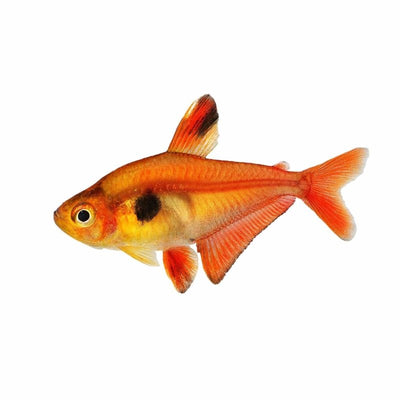 Serpae Tetra (3-4cm) (3.5cm) - Just For Pets Australia
