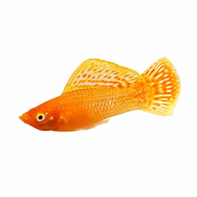 S.f Assorted Molly Male (6.5cm) - Just For Pets Australia