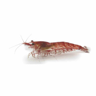 Shrimp Cherry Red - Mixed Grade (1 - 2cm) (2cm) - Just For Pets Australia