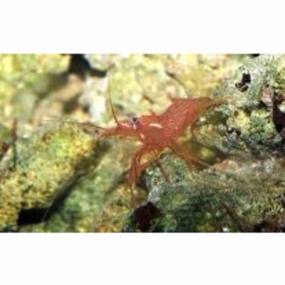 Shrimp - Peppermint Captive Bred (2-3cm) (3cm) - Just For Pets Australia