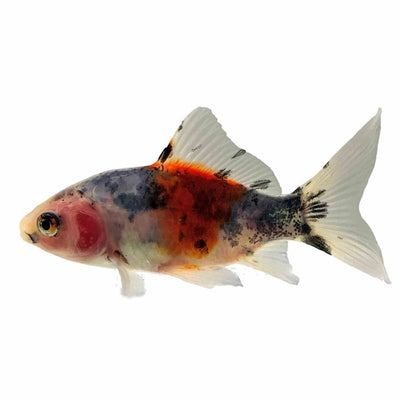 Shubunkin (9cm) - Just For Pets Australia