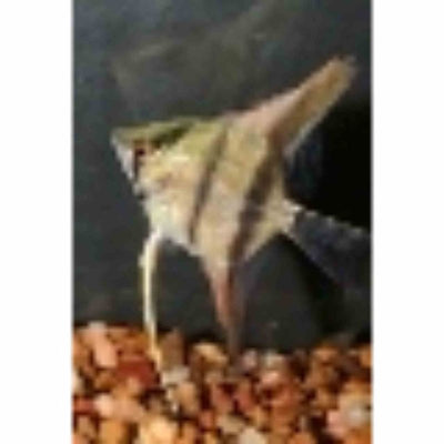 Silver Angel (4.5cm) - Just For Pets Australia