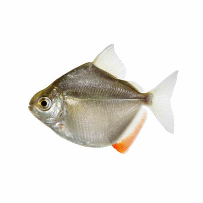 Silver Dollar (5cm) - Just For Pets Australia