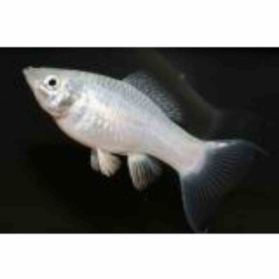 Silver Molly (5cm) - Just For Pets Australia