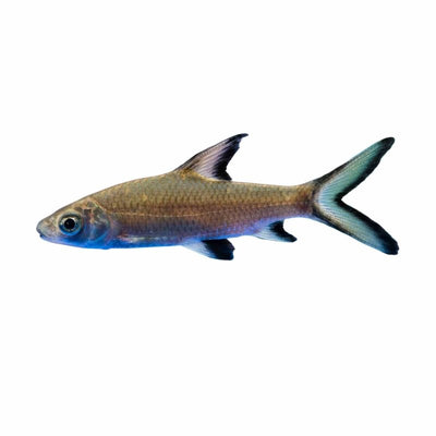 Silver Shark (5cm) - Just For Pets Australia