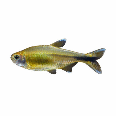 Silver Tip Tetra (3.5cm) - Just For Pets Australia