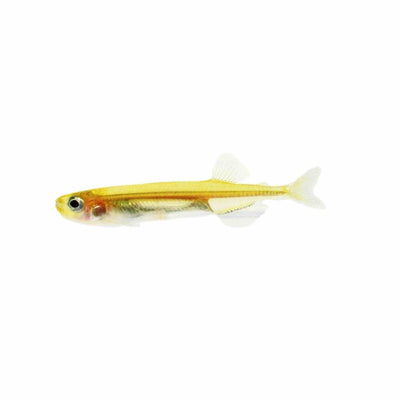 Smelt - Australian (southern) (5cm) - Just For Pets Australia