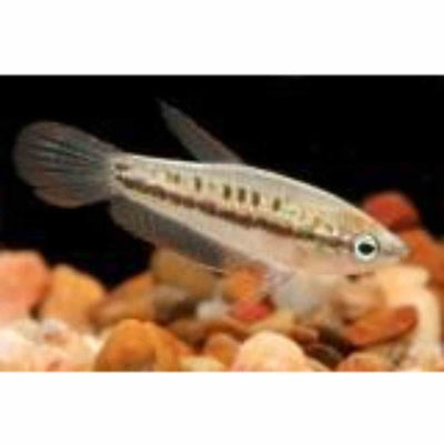 Sparkling Gourami (2.5cm) - Just For Pets Australia