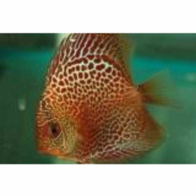 Spotted Leopard Discus (5cm) - Just For Pets Australia