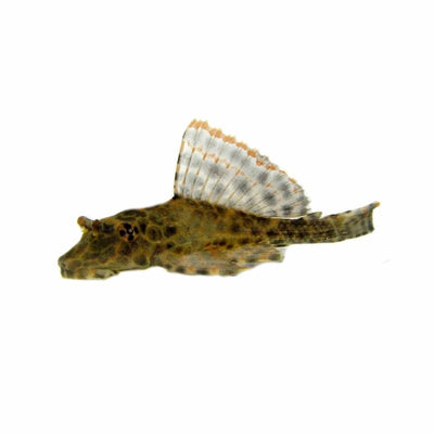 Spotted Sailfin Pleco (5cm) - Just For Pets Australia