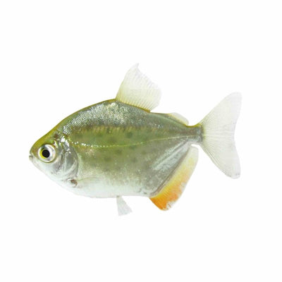 Spotted Silver Dollar - Dwarf (7cm) - Just For Pets Australia