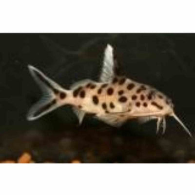 Syno Multipunctatus Cuckoo Cat (3cm) - Just For Pets Australia