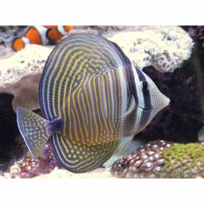 Tang - Indian Ocean Sailfin (MED) - Just For Pets Australia