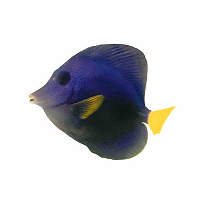 Tang - Purple  (MED) - Just For Pets Australia