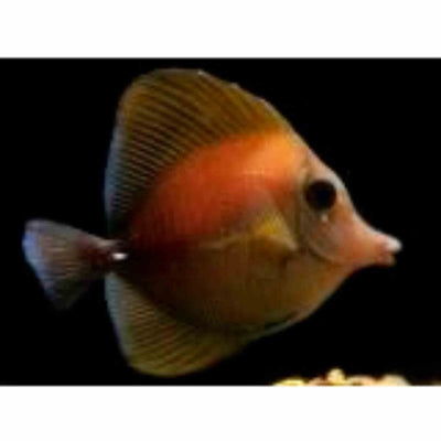 Tang - Scopas (SML) - Just For Pets Australia