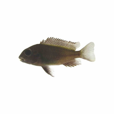 Tropheus Black - Bemba Red (5cm) - Just For Pets Australia