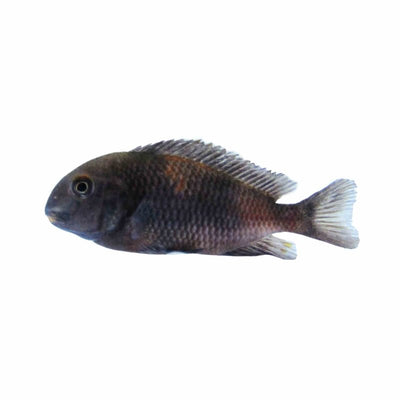 Tropheus Cherry Spot (3 - 4cm) (3cm) - Just For Pets Australia