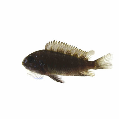 Tropheus Duboisi - Juvenile Colour (3cm) - Just For Pets Australia