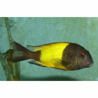 Tropheus Ikola Kaiser (3-4cm) (3.5cm) - Just For Pets Australia