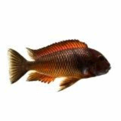 Tropheus Red - Moliro (3 - 4cm) (4cm) - Just For Pets Australia