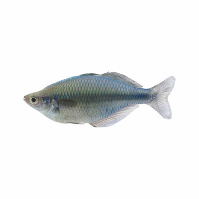 Turquoise Rainbow - Lacustris (4cm) - Just For Pets Australia
