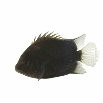 Uaru (6cm) - Just For Pets Australia