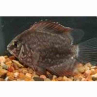 Uaru (9cm) - Just For Pets Australia