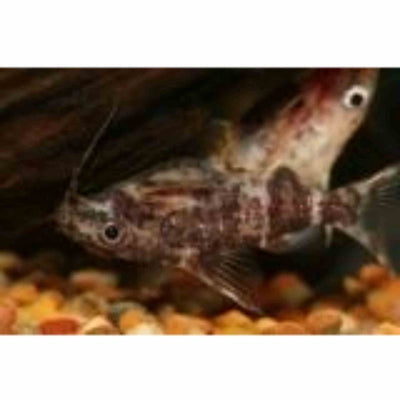Upside Down Catfish (3.5cm) - Just For Pets Australia