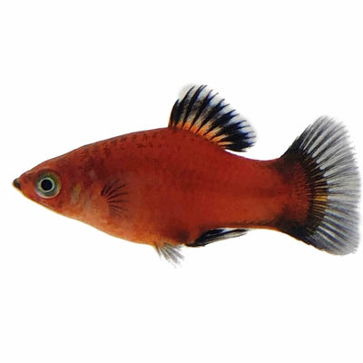 Wagtail Red Platy (4cm) - Just For Pets Australia