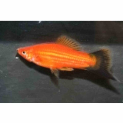 Wagtail Red Swordtail (5cm) - Just For Pets Australia